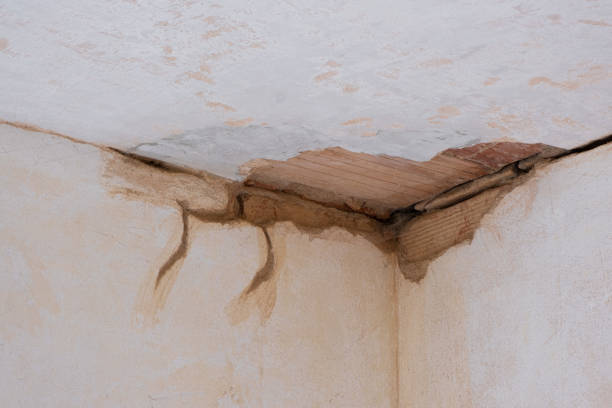 Best Basement water damage restoration  in Beulaville, NC